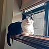 Dakoda Ray joined the competition — help win amazing prizes! animal, black_and_white, cat, ears, feline, glass, home, indoor, interior, looking_at_camera, natural_light, pet, portrait, sitting, sunlight, tail, whiskers, window, windowsill, wood