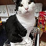 alert, animal, appliance, black_and_white, cat, cereal_box, close_up, countertop, fur, green_eyes, indoors, kitchen, packaged_food, pet, pink_nose, portrait, sitting, stove, tuxedo_cat, whiskers