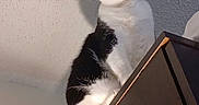 Dakoda Ray is registered to the contest to win money with this photo: animal, black_and_white, cat, dramatic_lighting, ears, feline, funny_pose, fur, furniture, green_eyes, home, indoor, looking_at_camera, perched, pet, portrait, sitting, tuxedo_cat, wall, whiskers