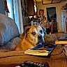 Charlie Alexander is registered to the contest to win money with this photo: books, brown_dog, canine, close_up, coffee_table, collar, couch, dog, eyes, furniture, home, indoor, living_room, pet, portrait, relaxed, remote_control, serious, short_hair, sitting