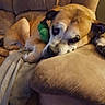 Charlie Alexander is registered to the contest to win money with this photo: animal, armchair, blanket, chew_toy, couch, cozy, dog, ears, eyes, face, green_toy, home, indoor, nose, pet, portrait, relaxed, resting, sleepy, tan_dog
