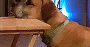 Charlie Alexander joined the competition — help win amazing prizes! animal, blue_lighting, carpet, chair, collar, dog, green_collar, home, indoors, leaning, pet, photograph, playful, relaxed, room, short_hair, side_view, table, tan_dog, wooden_furniture