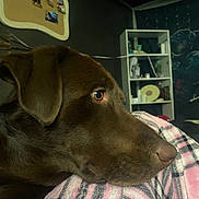 Westin joined the competition — help win amazing prizes! animal, blanket, brown_dog, close_up, cozy, dog, ear, fur, homedecor, indoor, muzzle, pet, plaid, profile, relaxation, resting, room, shelf, snout, soft_light