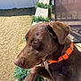Westin joined the competition — help win amazing prizes! animal, brown, canine, chocolate_labrador, closeup, collar, daylight, dog, domestic_animal, fence, garland, labrador, looking, outdoor, pet, railing, side_view, sunlight, wood, yard