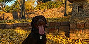 Westin is registered to the contest to win money with this photo: autumn, brown_dog, canine, daylight, dog, fall_season, grass, happy, harness, labrador, leaves, nature, outdoor, park, pet, stone_wall, sunlight, tongue_out, tree, yellow_leaves