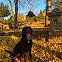 autumn, brown_dog, canine, daylight, dog, fall_season, grass, happy, harness, labrador, leaves, nature, outdoor, park, pet, stone_wall, sunlight, tongue_out, tree, yellow_leaves