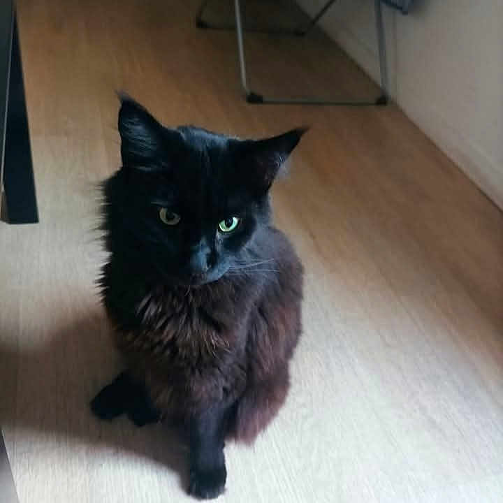 Uno participe au concours pour gagner de l'argent avec cette photo : animal, black_cat, blurred_background, calm, cat, companion, cute, domestic, feline, floor, fur, furniture, green_eyes, household, indoor, looking_away, pet, shadow, sitting, wooden_floor