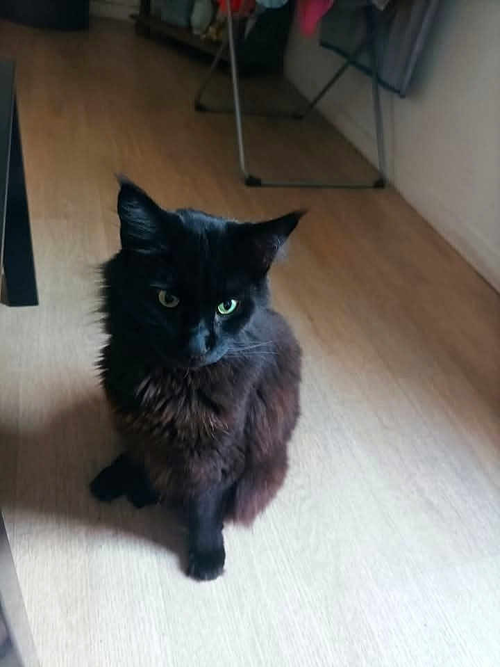 Uno participe au concours pour gagner de l'argent avec cette photo : cat, black_cat, indoor, floor, wooden_floor, pet, animal, feline, green_eyes, fur, sitting, household, furniture, blurred_background, domestic, companion, cute, looking_away, shadow, calm