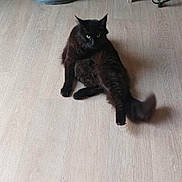 Uno participe au concours pour gagner de l'argent avec cette photo : cat, black_cat, floor, wooden_floor, stool, fan, indoor, pet, animal, tail, relaxed, furniture, room, domestic, fur, whiskers, ears, flooring, household, cozy