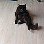 cat, black_cat, floor, wooden_floor, stool, fan, indoor, pet, animal, tail, relaxed, furniture, room, domestic, fur, whiskers, ears, flooring, household, cozy