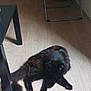 Uno a rejoint le concours — aidez-le/la à gagner de superbes lots ! cat, black_cat, pet, floor, wooden_floor, indoor, furniture, table_leg, clothes, drying_rack, grooming, animal, furry, relaxed, home, cozy, domestic, quiet, resting, quiet_moment