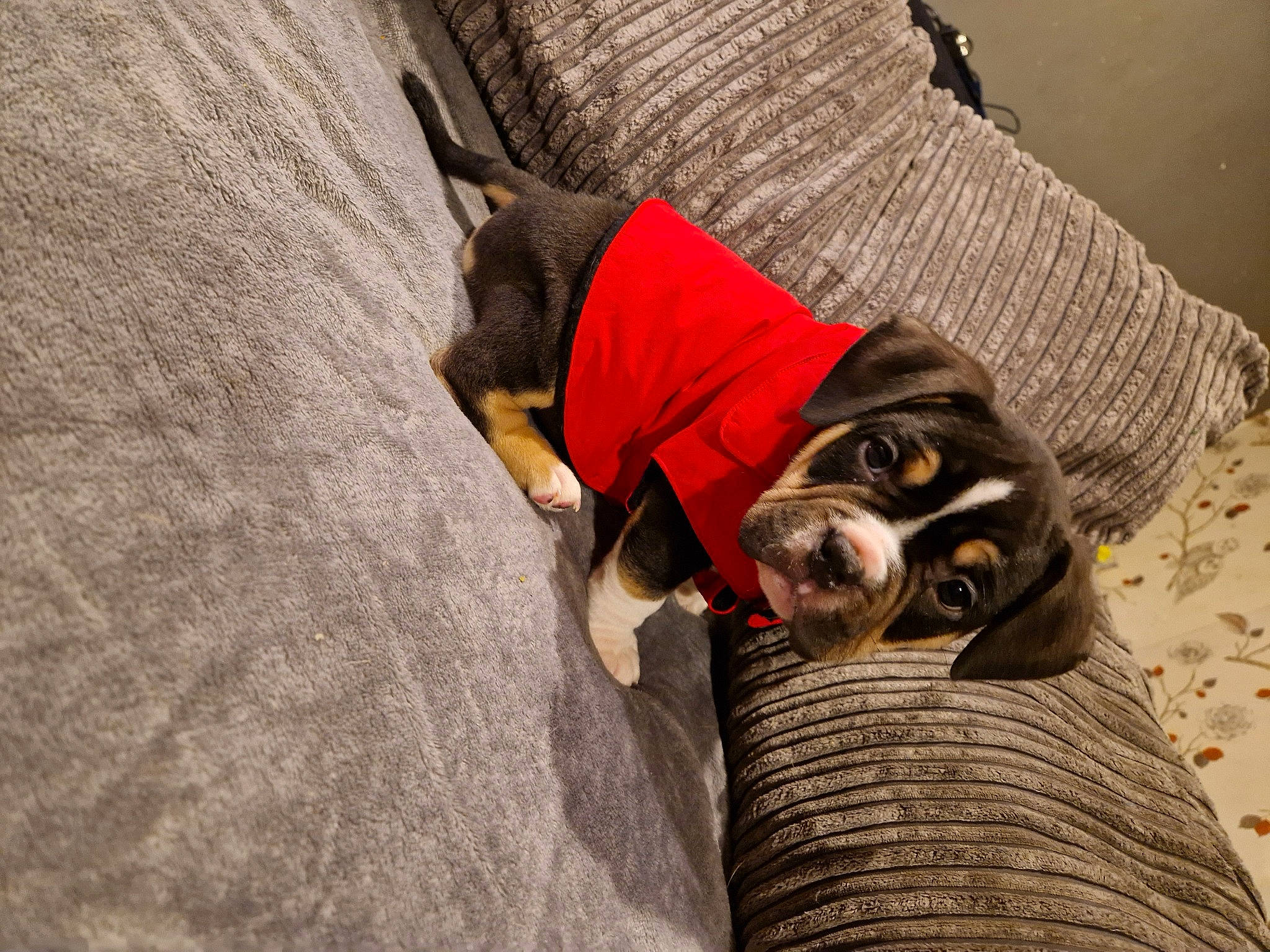 Bruce is registered to the contest to win money with this photo: canidae, carmine, carnivore, collar, companion_dog, dog, dog_breed, dog_clothes, dog_collar, dog_supply, fashion_accessory, fawn, guard_dog, leash, pet_supply, snout, sporting_group, toy_dog, wood, working_animal