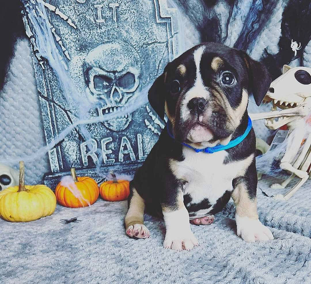 Bruce joined the competition — help win amazing prizes! calabaza, carnivore, collar, companion_dog, cucurbita, dog, dog_breed, dog_collar, fawn, fruit, gourd, mammal, natural_foods, plant, pumpkin, snout, vegetable, vertebrate, winter_squash, working_animal