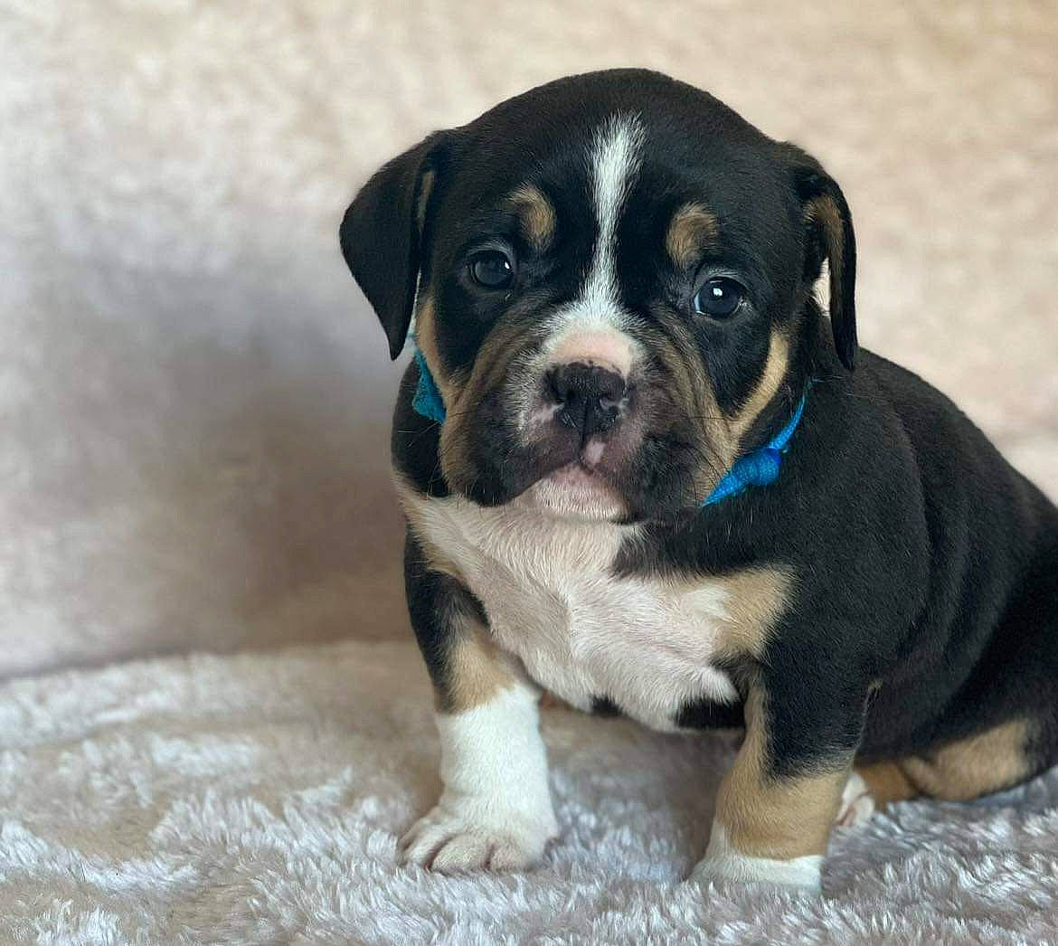 Bruce joined the competition — help win amazing prizes! beaglier, bored, boston_terrier, canidae, carnivore, collar, companion_dog, dog, dog_breed, dog_collar, dog_supply, electric_blue, fawn, paw, snout, sporting_group, toy_dog, whiskers, working_animal, working_dog