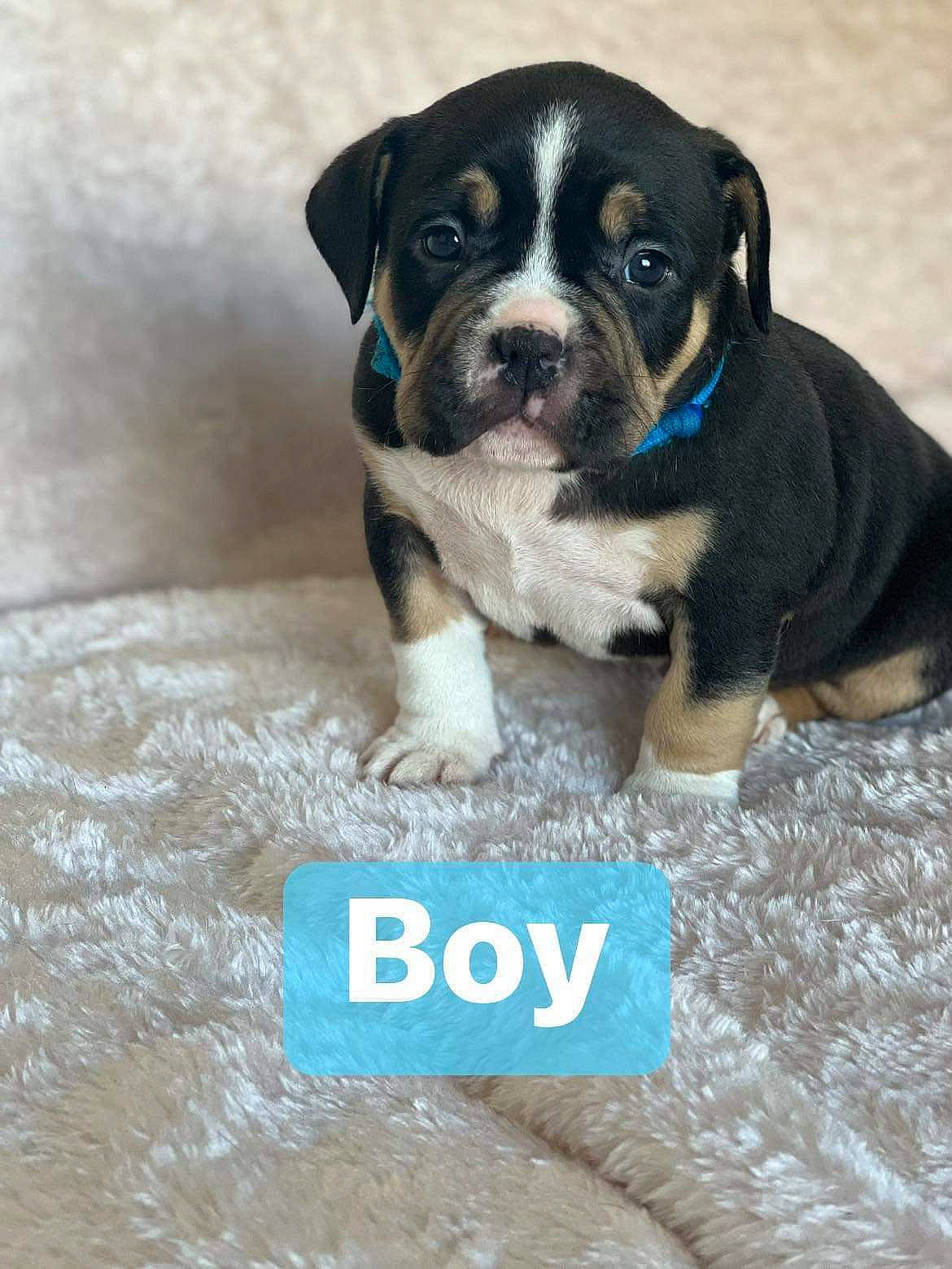 Bruce joined the competition — help win amazing prizes! ball, boston_terrier, canidae, carnivore, collar, companion_dog, dog, dog_breed, dog_collar, dog_supply, fawn, molosser, paw, puppy_love, snout, sporting_group, toy_dog, whiskers, working_animal, working_dog