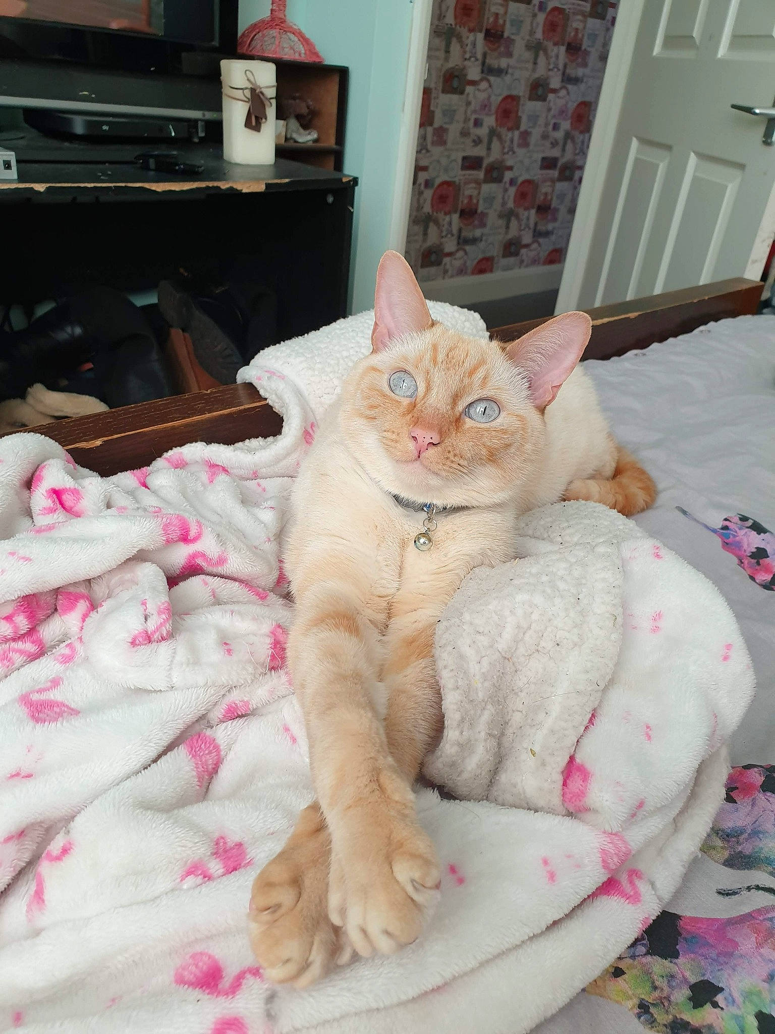 Barry joined the competition — help win amazing prizes! analog_television, cable_television, carnivore, cat, comfort, domestic_short_haired_cat, door, entertainment_center, fawn, felidae, fur, home_appliance, linens, pink, small_to_medium_sized_cats, tail, television, television_set, textile, whiskers