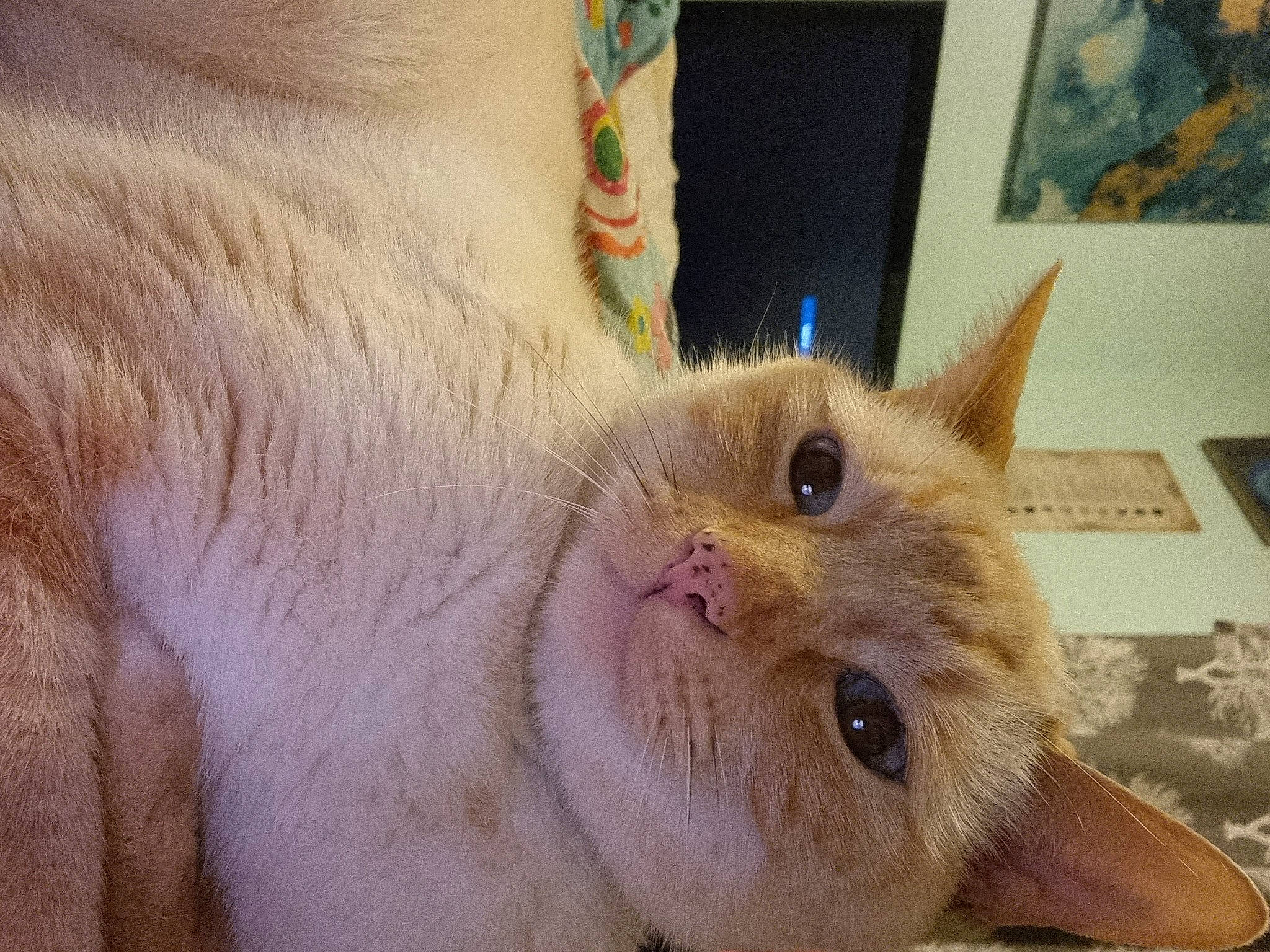 Barry is registered to the contest to win money with this photo: beard, carnivore, cat, chest, claw, comfort, domestic_short_haired_cat, ear, eye, eyelash, fang, fawn, felidae, fur, nail, paw, picture_frame, small_to_medium_sized_cats, snout, whiskers