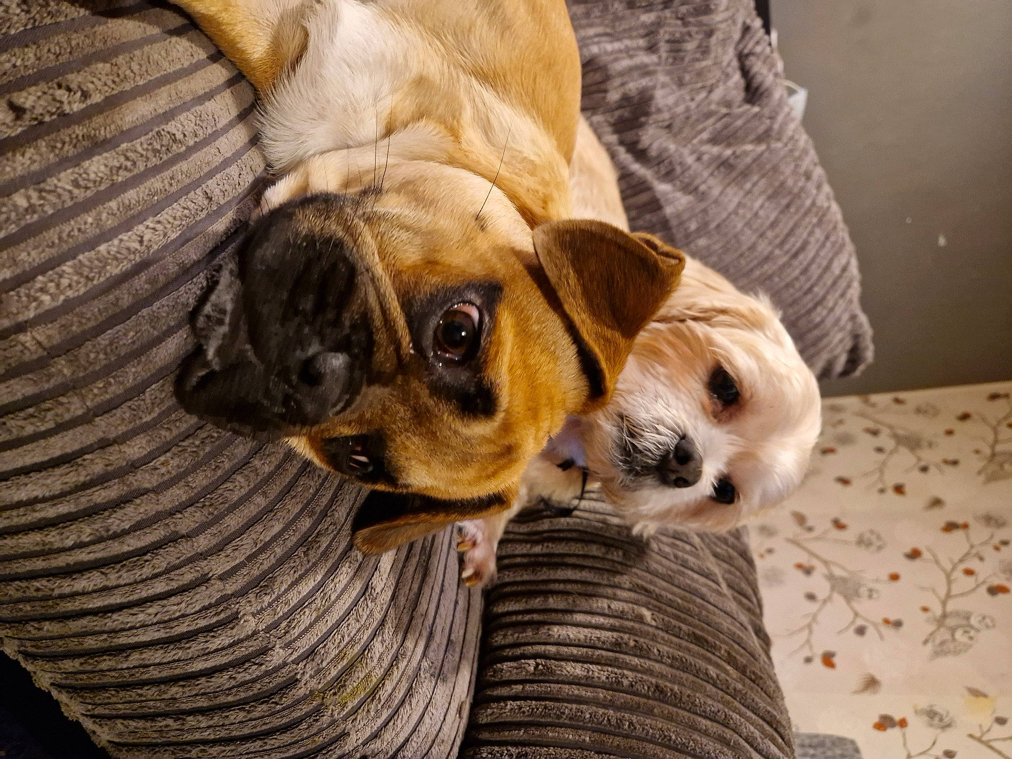 Bear joined the competition — help win amazing prizes! bored, canidae, carnivore, comfort, companion_dog, dog, dog_breed, dog_supply, fawn, fur, paw, pug, puppy_love, snout, sporting_group, terrestrial_animal, toy_dog, whiskers, wood, wrinkle