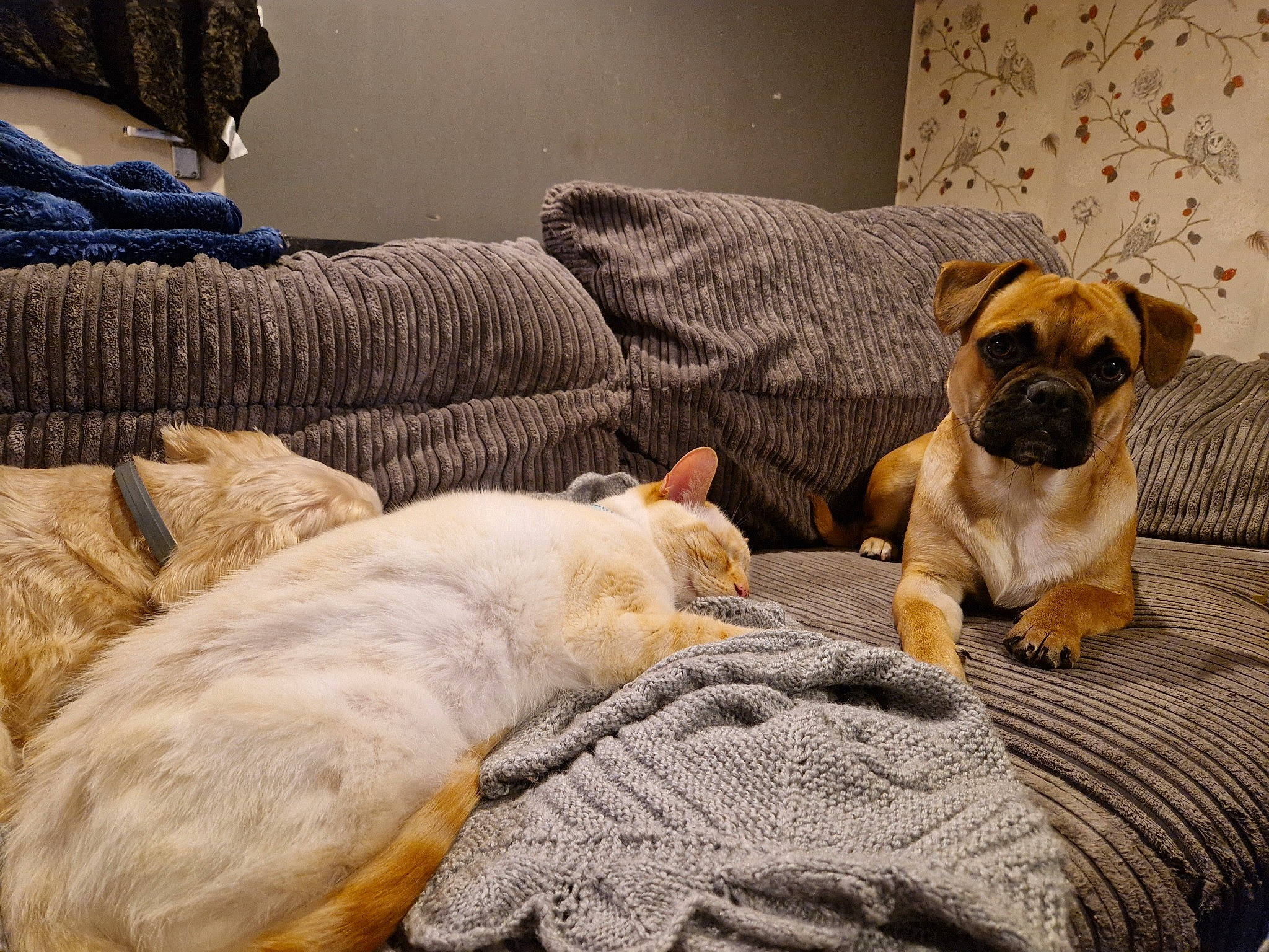 Bear is registered to the contest to win money with this photo: canidae, carnivore, comfort, companion_dog, couch, dog, dog_breed, fawn, felidae, fur, linens, nap, paw, small_to_medium_sized_cats, sporting_group, terrestrial_animal, toy_dog, whiskers, working_animal, wrinkle