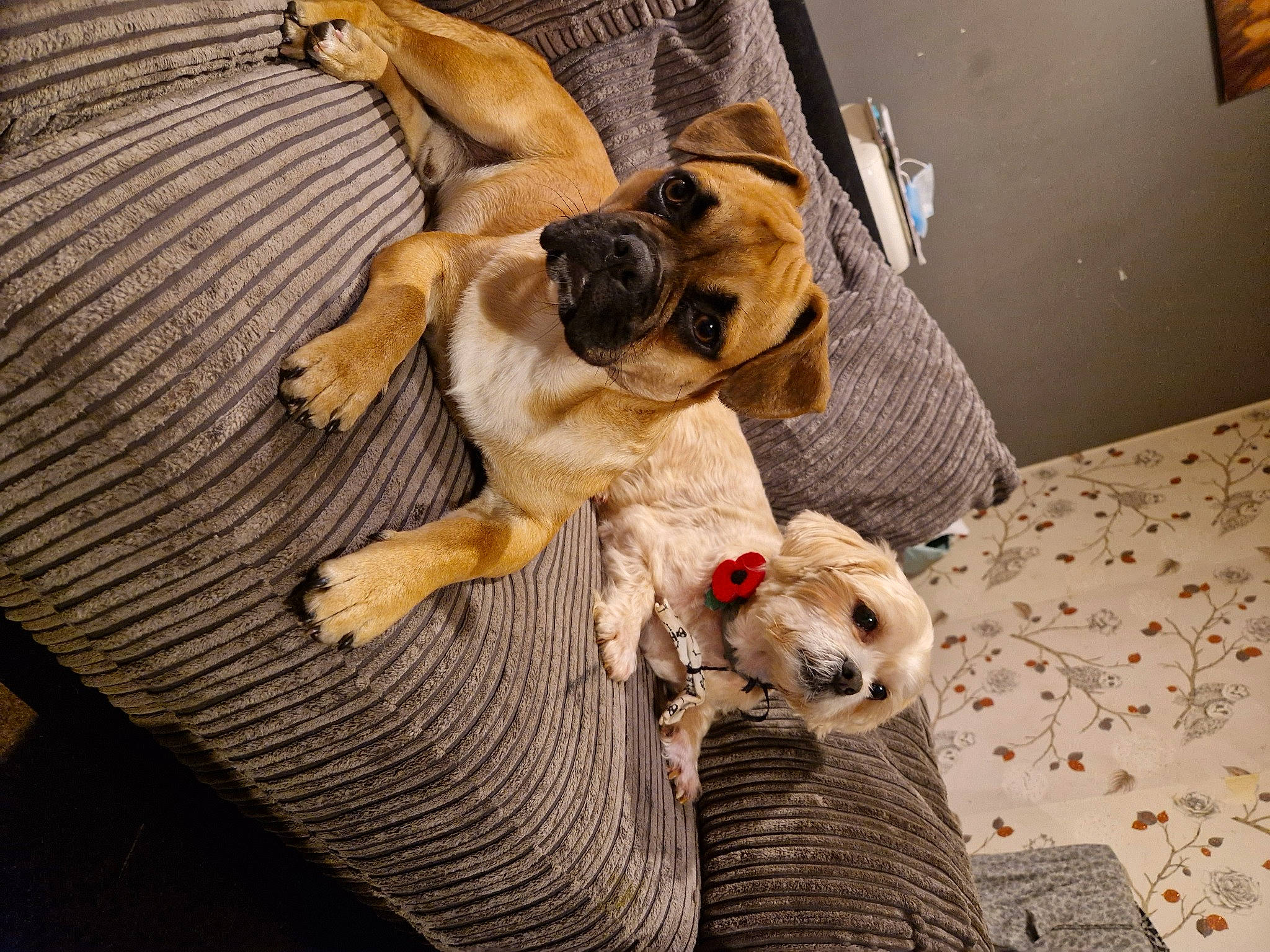 Bear is registered to the contest to win money with this photo: ball, canidae, carnivore, comfort, companion_dog, dog, dog_breed, dog_collar, dog_supply, fawn, flooring, fur, hardwood, paw, pet_supply, sporting_group, toy_dog, wood, working_animal, wrinkle