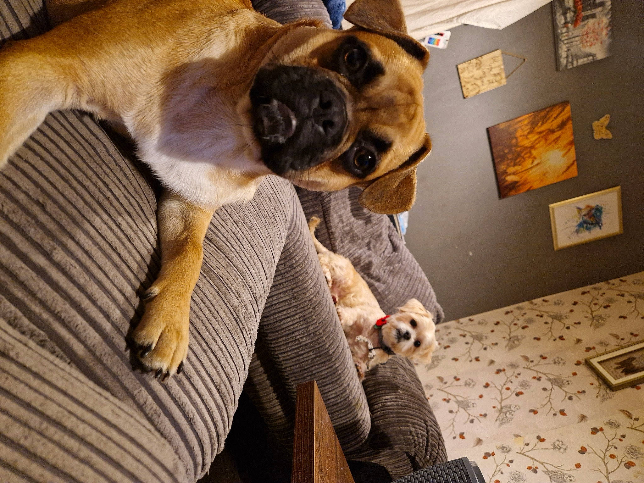 Bear joined the competition — help win amazing prizes! canidae, carnivore, collar, comfort, companion_dog, dog, dog_breed, fawn, flooring, fur, linens, paw, picture_frame, pug, snout, sporting_group, tail, toy_dog, whiskers, working_animal