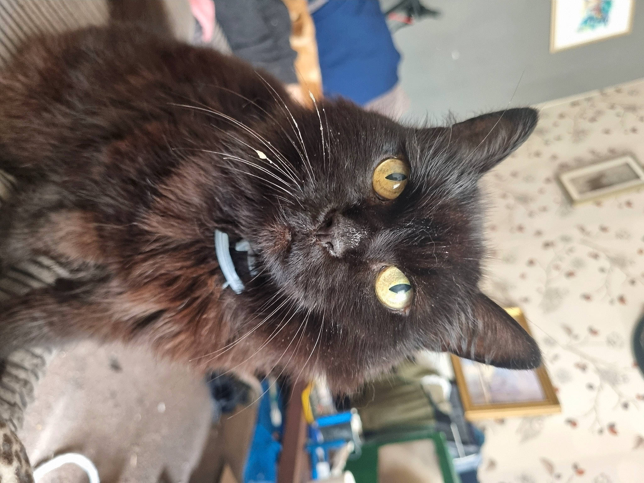 Thomasina is registered to the contest to win money with this photo: black_cat, carnivore, cat, claw, collar, domestic_short_haired_cat, electric_blue, eye, felidae, fur, paw, personal_protective_equipment, small_to_medium_sized_cats, snout, tail, terrestrial_animal, whiskers