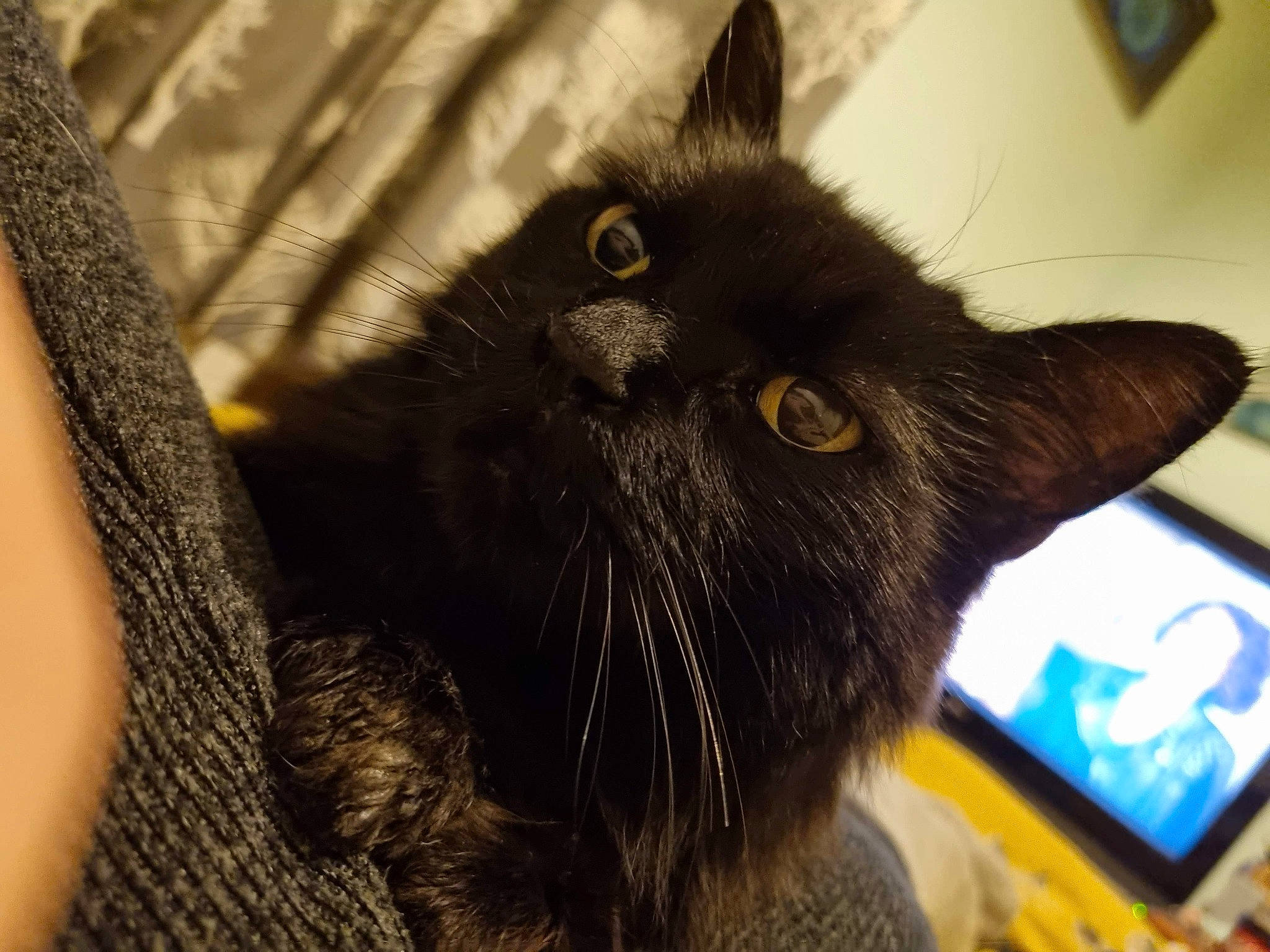 Thomasina is registered to the contest to win money with this photo: black_cat, bombay, carnivore, cat, chartreux, claw, computer, display_device, domestic_short_haired_cat, felidae, flat_panel_display, fur, laptop, paw, small_to_medium_sized_cats, snout, tail, tree, whiskers, window