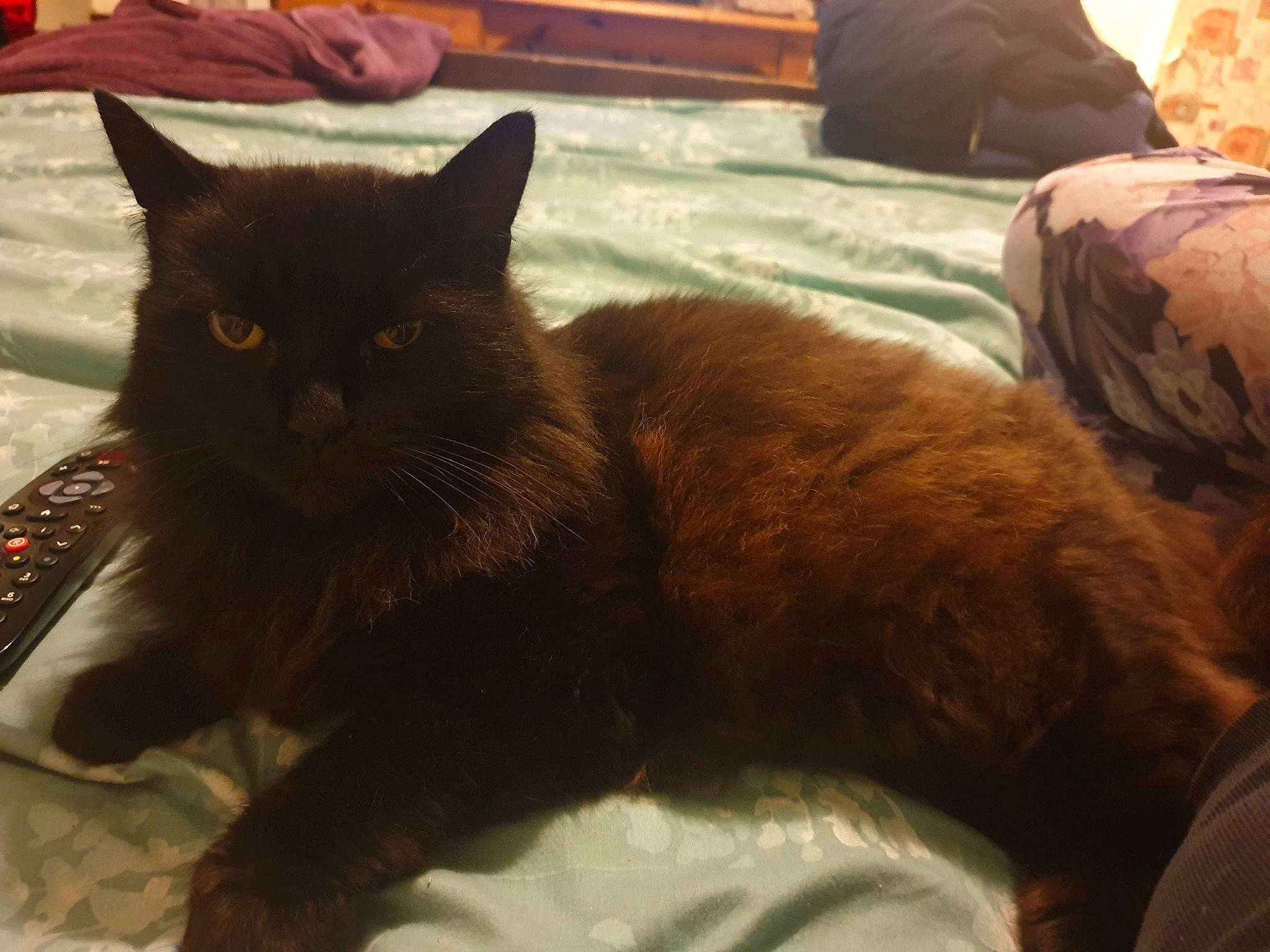 Thomasina joined the competition — help win amazing prizes! black_cat, carnivore, cat, claw, comfort, domestic_short_haired_cat, felidae, flooring, fur, linens, paw, room, sitting, small_to_medium_sized_cats, snout, tail, terrestrial_animal, whiskers, wood