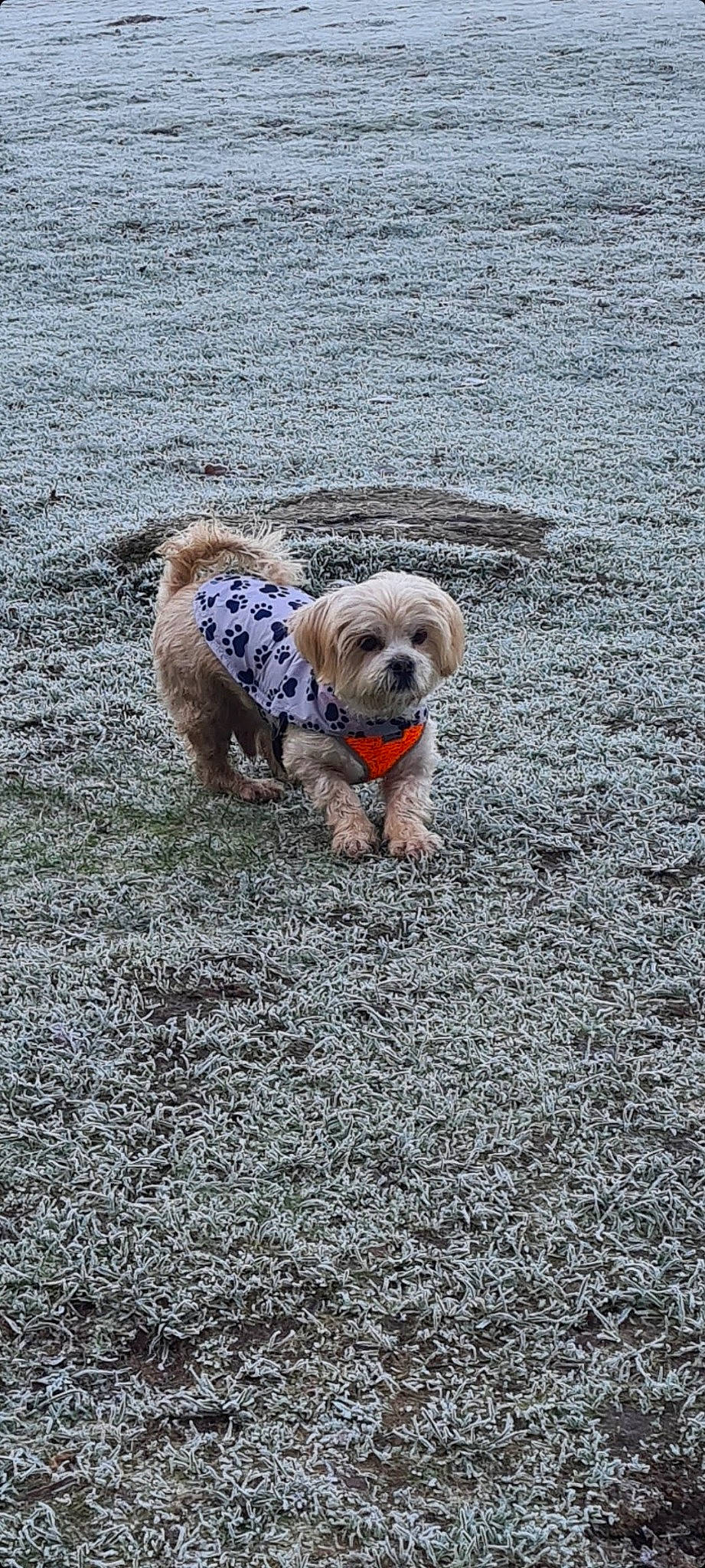 Teddy is registered to the contest to win money with this photo: asphalt, canidae, carnivore, collar, companion_dog, dog, dog_breed, dog_clothes, dog_collar, dog_supply, fawn, leash, pet_supply, road_surface, snout, soil, sporting_group, tail, toy_dog, working_animal