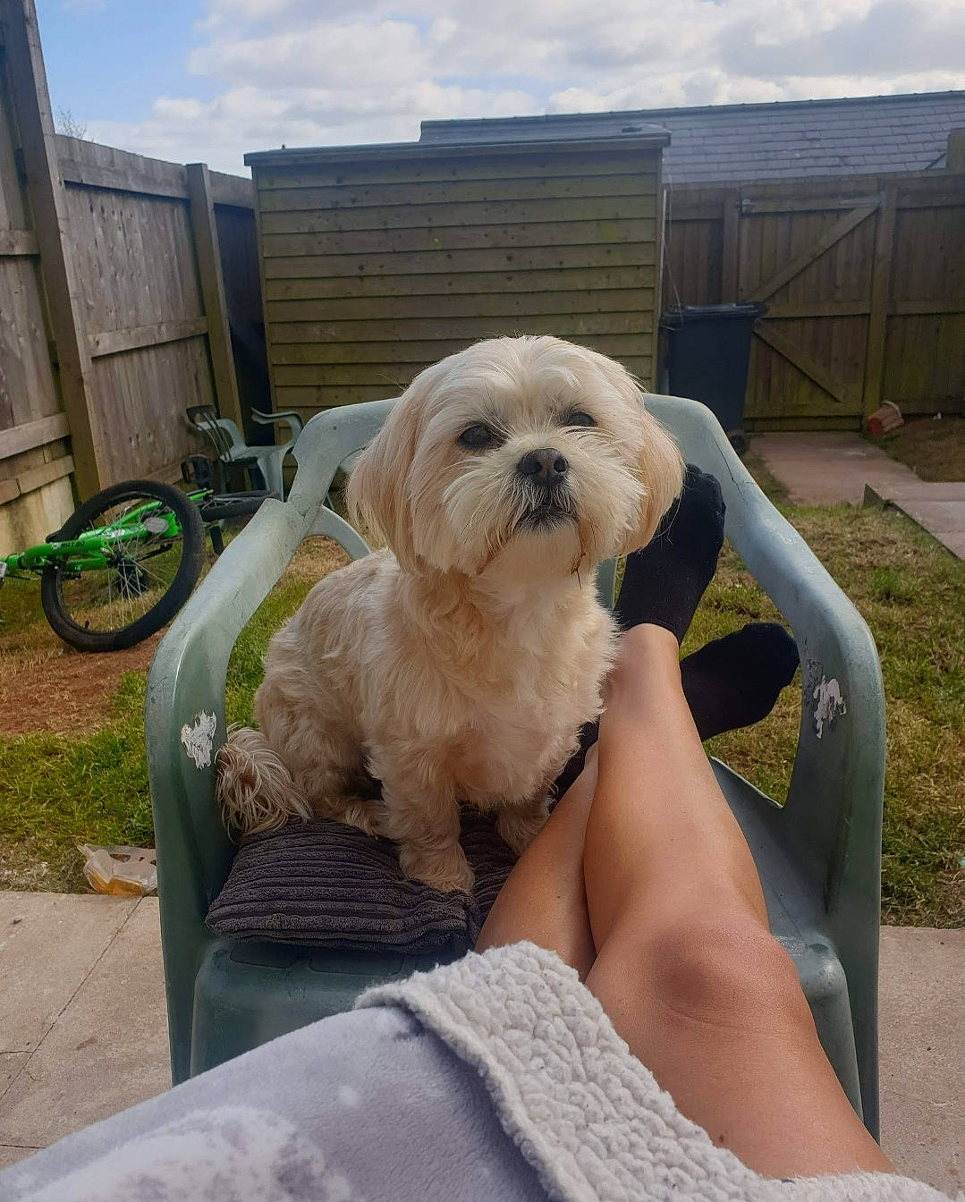 Teddy joined the competition — help win amazing prizes! carnivore, chair, cloud, comfort, companion_dog, dog, dog_breed, eyewear, fawn, fur, grass, sitting, sky, small_terrier, sporting_group, tire, toy_dog, vehicle_door, windshield, working_animal