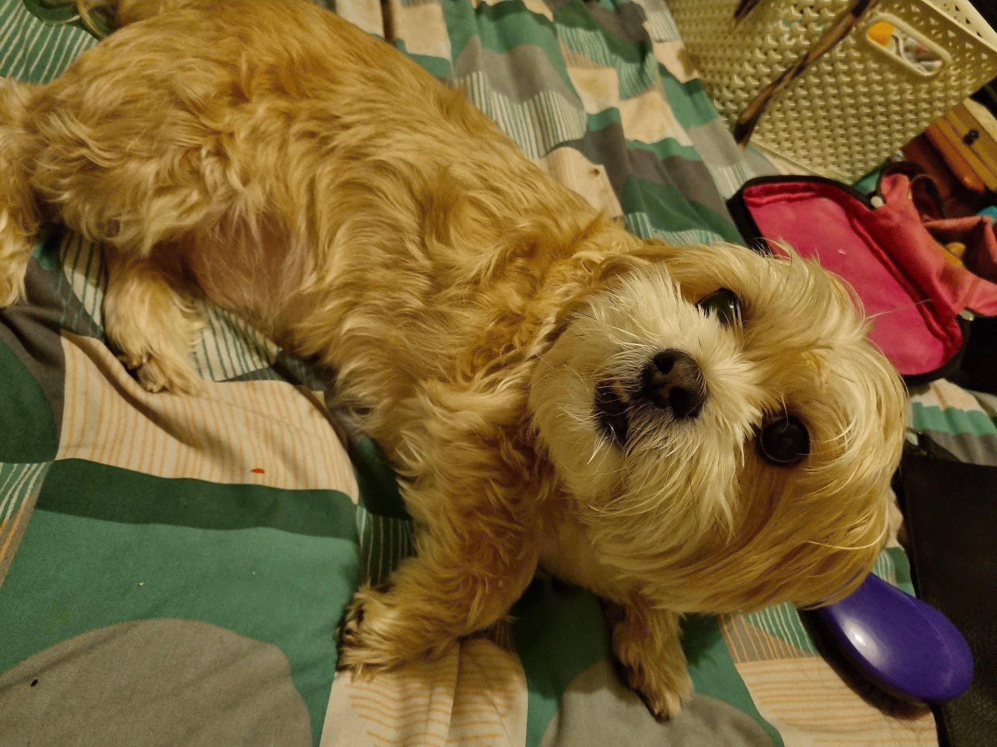 Teddy joined the competition — help win amazing prizes! canidae, carnivore, companion_dog, dog, dog_breed, dog_collar, dog_supply, fur, labradoodle, liver, pet_supply, poodle_crossbreed, small_terrier, snout, sporting_group, squeezebox, terrier, toy_dog, working_animal, yorkipoo