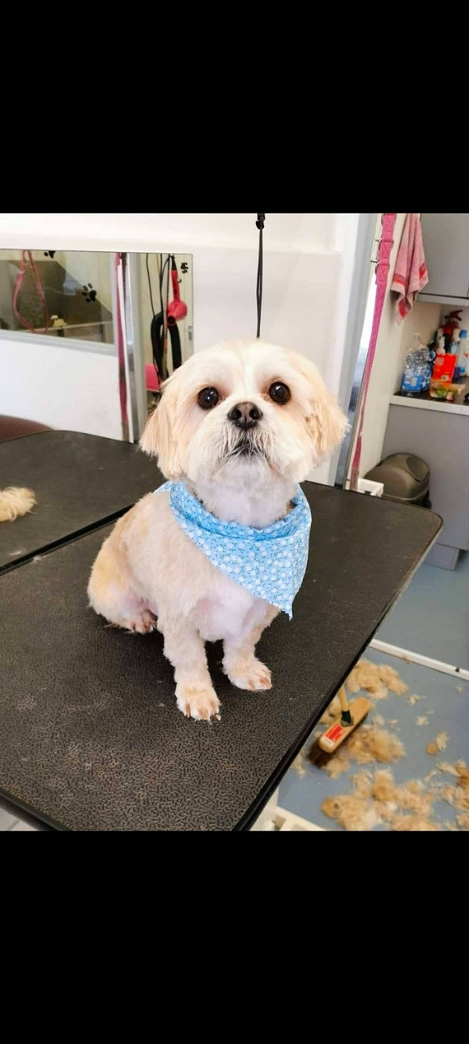 Teddy is registered to the contest to win money with this photo: canidae, carnivore, collar, comfort, companion_dog, dog, dog_breed, dog_collar, dog_supply, fawn, flooring, font, fur, shelf, shelving, snout, sporting_group, toy_dog, working_animal, wrinkle