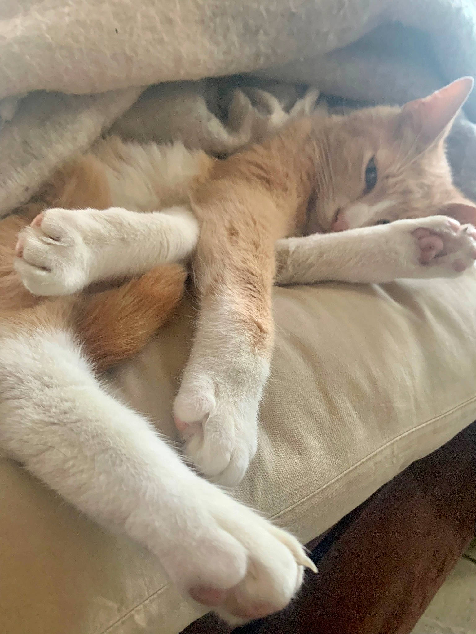 Kinou participe au concours pour gagner de l'argent avec cette photo : carnivore, cat, cat_bed, claw, comfort, domestic_short_haired_cat, fawn, felidae, foot, fur, human_leg, linens, nap, paw, sleep, small_to_medium_sized_cats, snout, tail, terrestrial_animal, whiskers