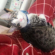 Tigre joined the competition — help win amazing prizes! blue_collar, carpet, cat, close_up, cozy, drawer, ears, eyes, fur, human_leg, indoors, kitten, lap, looking_up, pet, pink_nose, plaid_pajamas, tabby, toiletries, whiskers