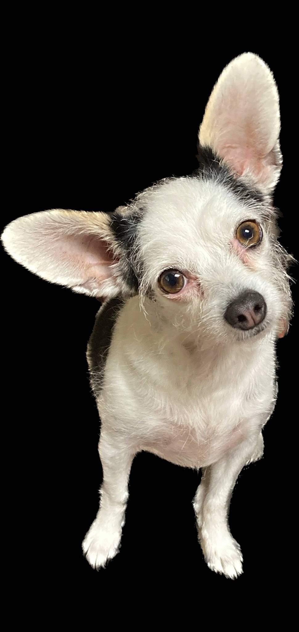 Perdida For Dida joined the competition — help win amazing prizes! bored, canidae, carnivore, companion_dog, dog, dog_breed, ear, fawn, fur, no_expression, non_sporting_group, snout, terrestrial_animal, toy_dog, whiskers, working_animal