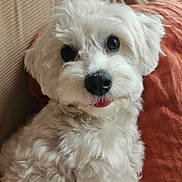 Vanille participe au concours pour gagner de l'argent avec cette photo : dog, white, fluffy, cute, pet, tongue, couch, indoor, closeup, face, fur, animal, relaxed, companion, portrait, home, cozy, adorable, small_dog, friendly