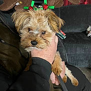 Mika joined the competition — help win amazing prizes! animal, brown_fur, clothing, couch, cute, dog, domestic, fur, furniture, hand, holding, holiday_accessory, indoor, leash, living_room, person, pet, reindeer_antlers, seated, small_dog