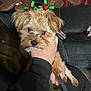animal, brown_fur, clothing, couch, cute, dog, domestic, fur, furniture, hand, holding, holiday_accessory, indoor, leash, living_room, person, pet, reindeer_antlers, seated, small_dog