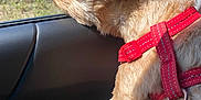 Mika is registered to the contest to win money with this photo: animal, canine, car_interior, cute, dog, ear_flapping, fence, fluffy, grass, hand, happy, outdoor, pet, red_harness, road_trip, small_dog, sunlight, travel, vehicle, window