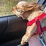 animal, canine, car_interior, cute, dog, ear_flapping, fence, fluffy, grass, hand, happy, outdoor, pet, red_harness, road_trip, small_dog, sunlight, travel, vehicle, window