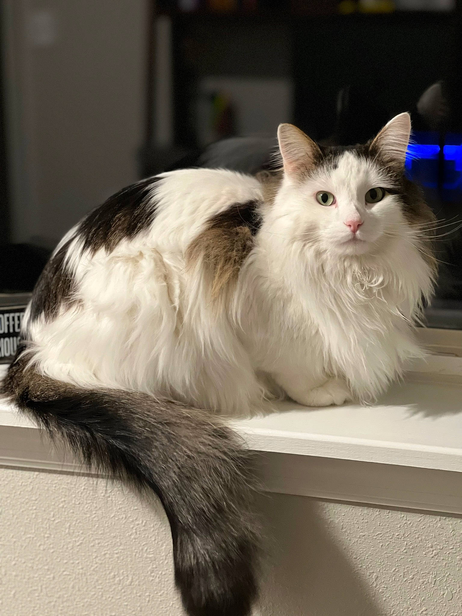 Appa joined the competition — help win amazing prizes! box, carnivore, cat, felidae, fur, mammal, paw, small_to_medium_sized_cats, snout, tail, whiskers