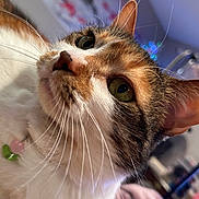Mika is registered to the contest to win money with this photo: cat, calico_cat, close_up, indoor, whiskers, green_eyes, fur, pet, collar, curious, animal, mammal, face, ear, portrait, domestic_cat, feline, background_blur, soft_lighting, household