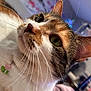 cat, calico_cat, close_up, indoor, whiskers, green_eyes, fur, pet, collar, curious, animal, mammal, face, ear, portrait, domestic_cat, feline, background_blur, soft_lighting, household