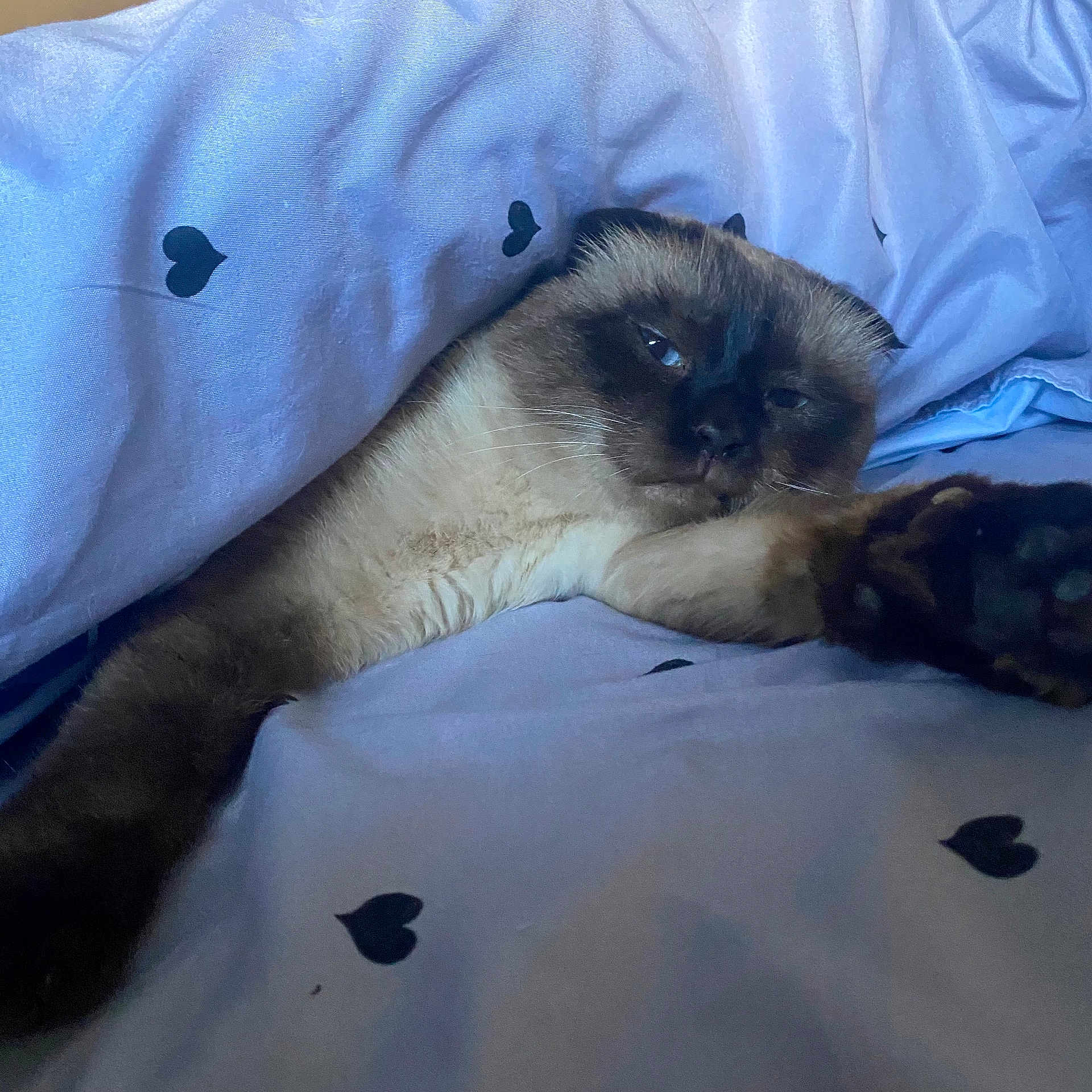 Pata