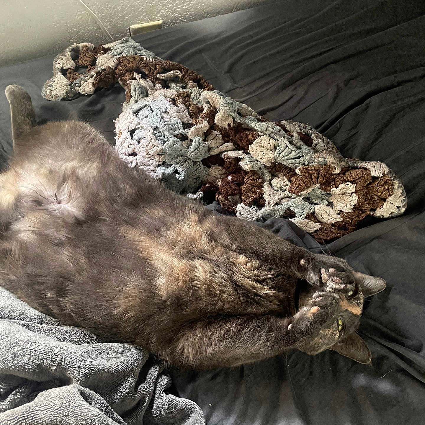 Penelope joined the competition — help win amazing prizes! animal, bed, blanket, cat, comfort, cozy, cute, domestic_animal, feline, fur, gray_cat, indoor, knit_blanket, paw, pet, relaxing, resting, sleepy, soft_texture, stretching