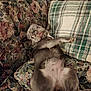 dog, couch, floral_pattern, plaid_cushion, indoor, pet, fur, eyes_wide_open, surprised_expression, lying_down, upside_down, home, furniture, mammal, canine, relaxed, comfort, texture, pattern, animal