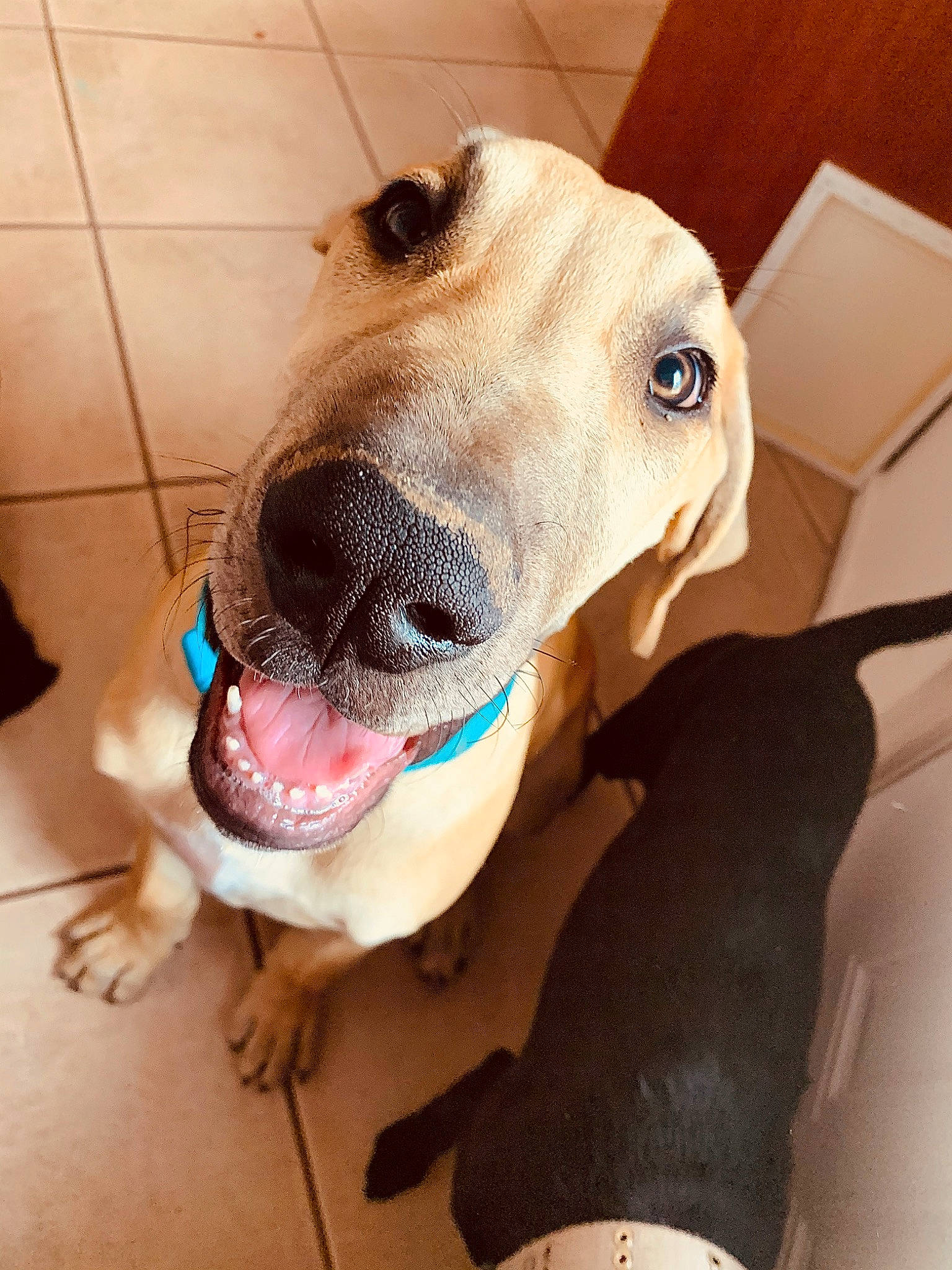 Scooby is registered to the contest to win money with this photo: american_pit_bull_terrier, canidae, carnivore, dog, dog_breed, fawn, greyhound, jaw, nose, pit_bull, snout, sporting_group, whiskers