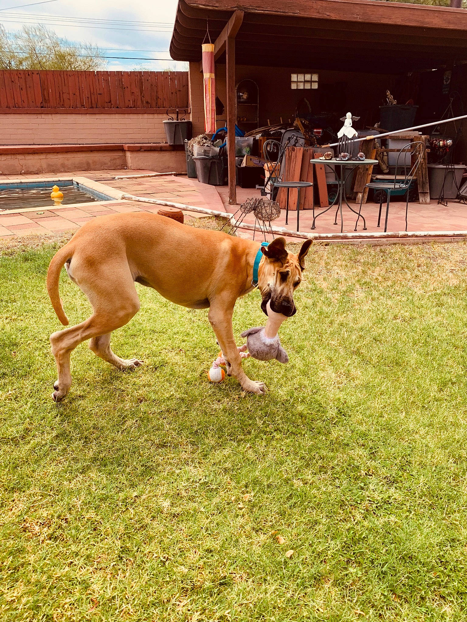 Scooby is registered to the contest to win money with this photo: boerboel, canidae, carnivore, dog, dog_breed, fawn, grass, mammal, snout, tosa, vertebrate
