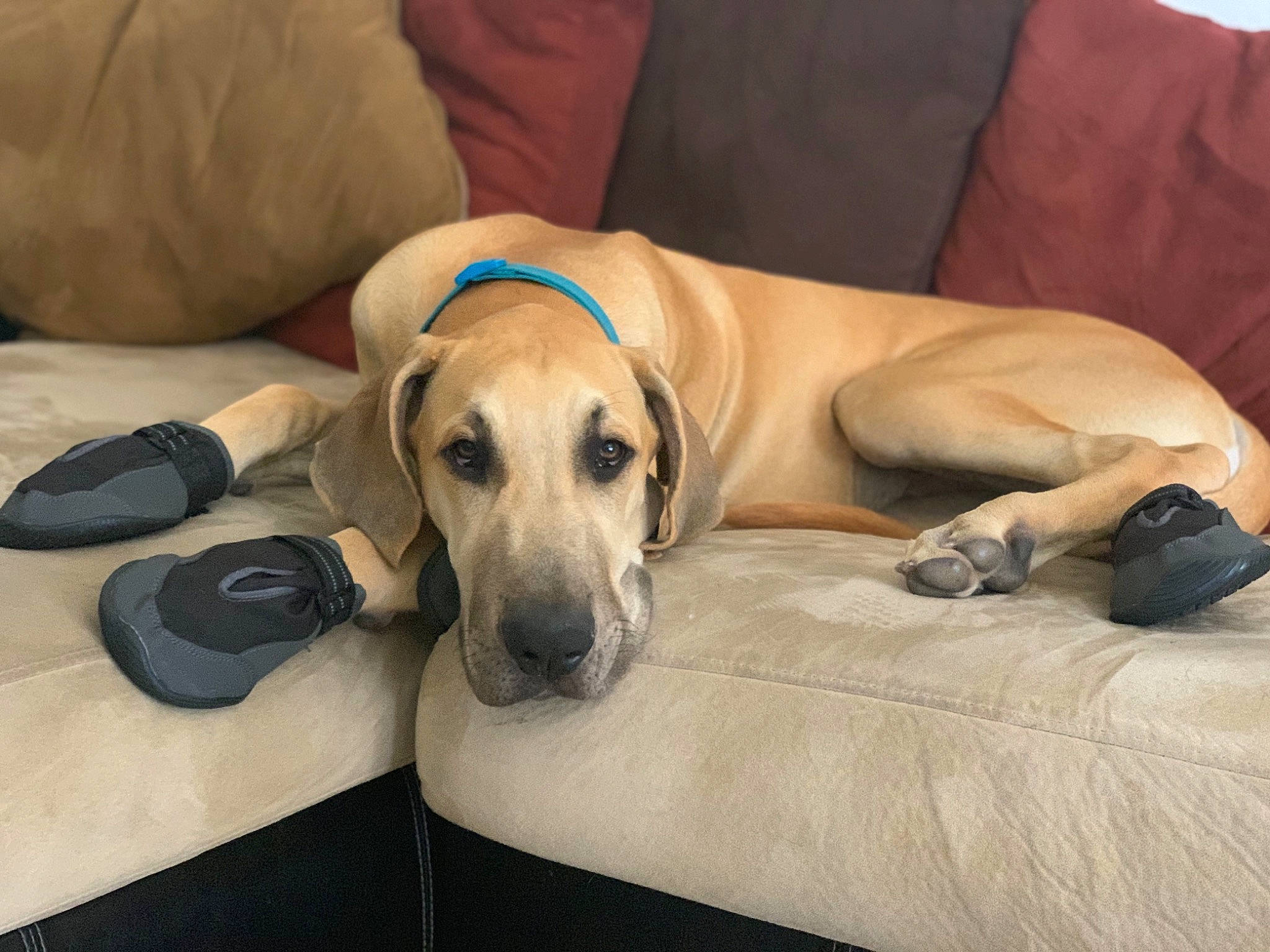 Scooby is registered to the contest to win money with this photo: azawakh, black_mouth_cur, canidae, carnivore, chippiparai, companion_dog, dog, dog_breed, fawn, galgo_espanol, greyhound, hortaya_borzaya, lurcher, mammal, mudhol_hound, rhodesian_ridgeback, sloughi, snout, vertebrate, whippet