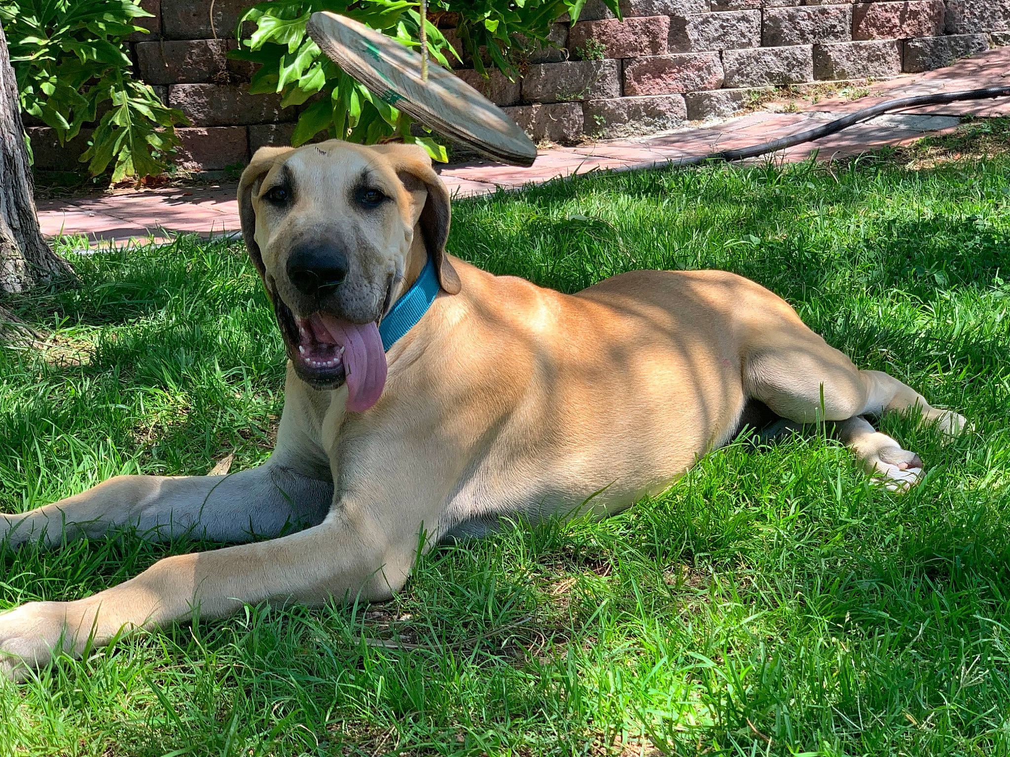 Scooby is registered to the contest to win money with this photo: anatolian_shepherd_dog, black_mouth_cur, boerboel, broholmer, canidae, carnivore, dog, dog_breed, fawn, fila_brasileiro, grass, kangal_dog, mammal, mountain_cur, rare_breed_dog, rhodesian_ridgeback, sporting_group, vertebrate